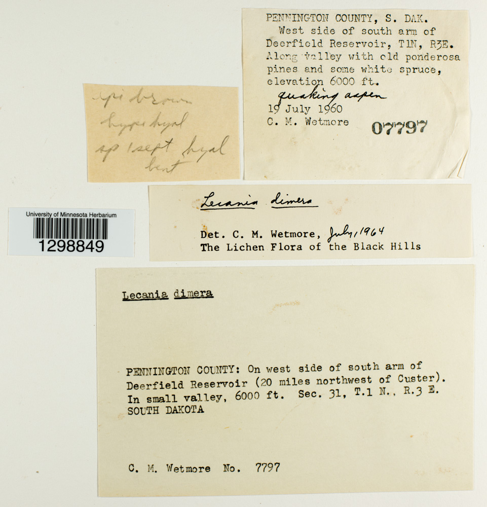 Lecania dubitans image