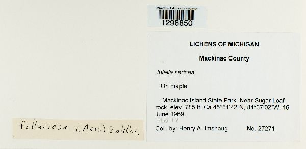 Julella sericea image