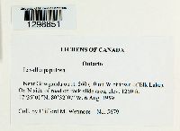 Lasallia papulosa image