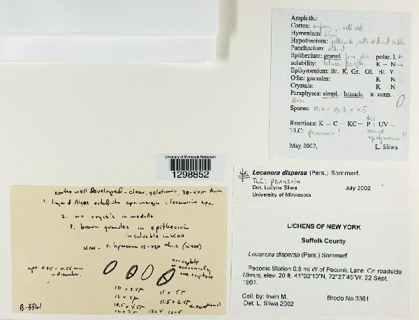 Myriolecis dispersa image