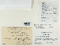 Media resource of Myriolecis dispersa