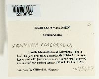 Media resource of Imshaugia placorodia