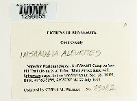 Imshaugia aleurites image