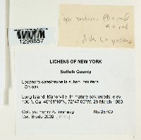 Media resource of Lecanora caesiorubella