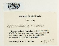 Heterodermia speciosa image