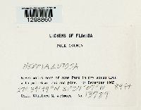 Media resource of Heppia lutosa