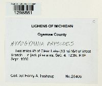 Hypogymnia physodes image