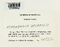 Media resource of Hypogymnia imshaugii