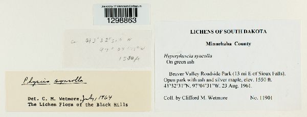 Hyperphyscia syncolla image