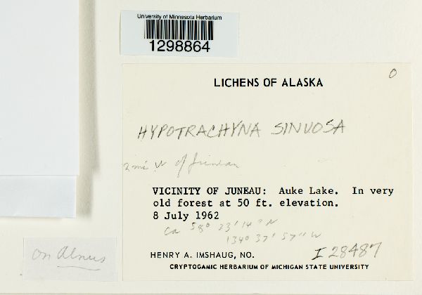 Hypotrachyna sinuosa image