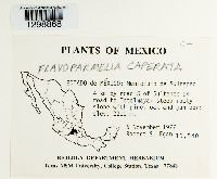 Flavoparmelia caperata image