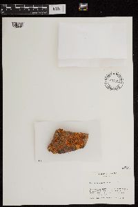 Rusavskia elegans image