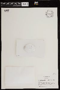 Pyrenocollema halodytes image