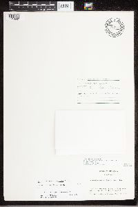 Rhizoplaca opiniconensis image