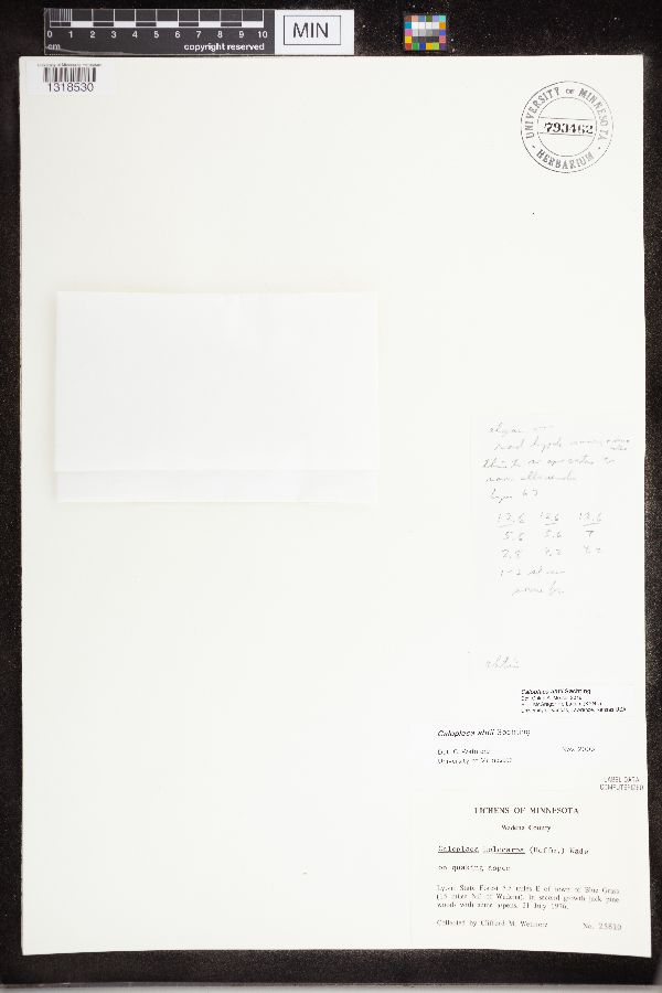 Caloplaca ahtii image