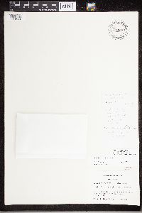 Caloplaca ahtii image