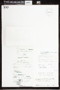 Rhizoplaca opiniconensis image