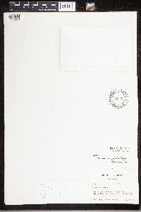 Staurothele fissa image