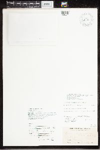 Rhizoplaca opiniconensis image