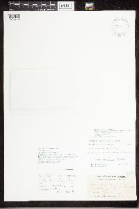 Rhizoplaca opiniconensis image