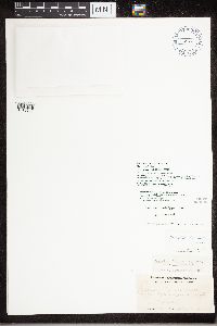 Media resource of Montanelia tominii