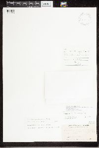 Rhizoplaca opiniconensis image