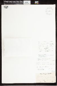 Rhizoplaca opiniconensis image