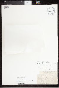 Montanelia tominii image