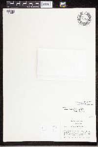 Staurothele fissa image