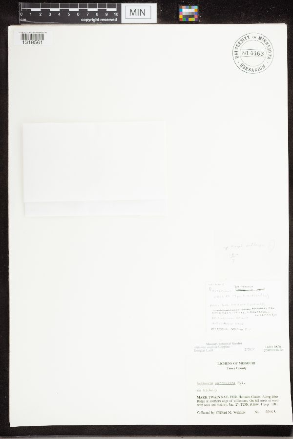 Arthonia anglica image