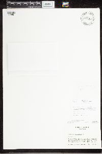 Media resource of Arthonia anglica