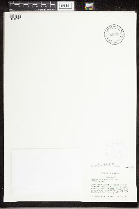 Pertusaria texana image