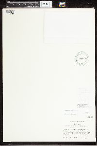 Caloplaca ahtii image