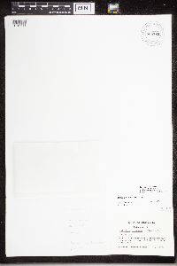 Caloplaca ahtii image