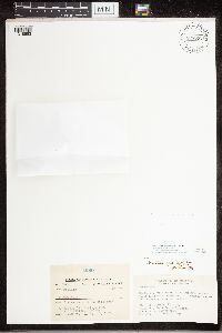 Staurothele fissa image