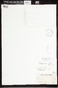 Staurothele fissa image