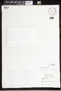 Caloplaca ahtii image