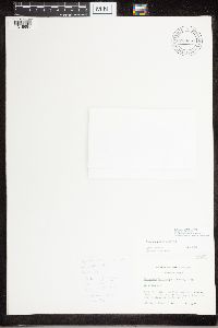 Caloplaca ahtii image