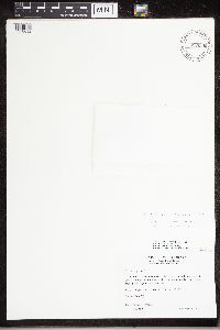 Thumbnail image of current specimen