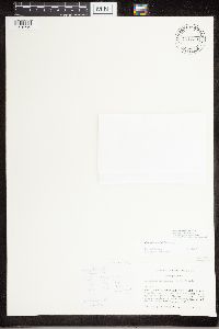 Caloplaca ahtii image