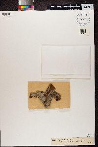 Arthonia pruinata image