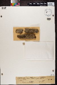 Arthonia pruinata image