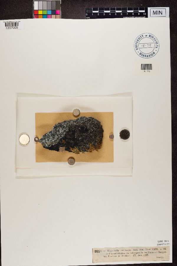 Microthelia anthracina image