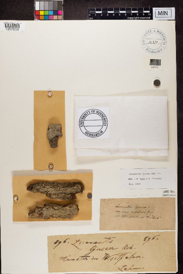 Lecanographa lyncea image