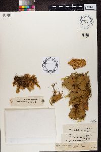 Peltigera canina image