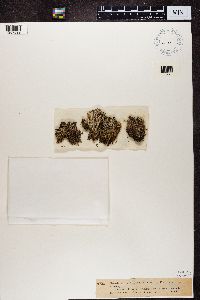 Cladonia ramulosa image