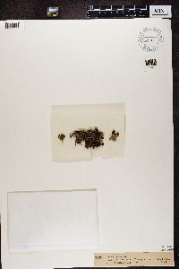 Cladonia ramulosa image