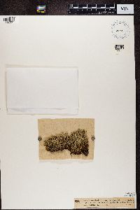 Cladonia uncialis image