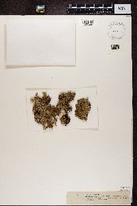 Cladonia uncialis image