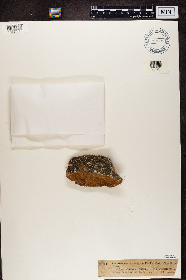 Variolaria amara image